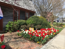 Tulip Festival April 2021