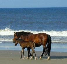 Mare and foal on our beach.