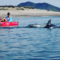 Kayak with the dolphins