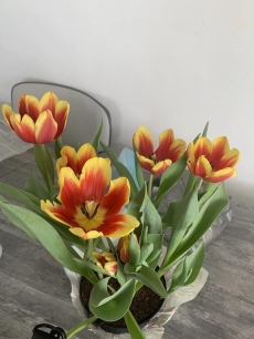 4 Insta-Worthy. Ocean Front-Best Corner unit in building. Everything is Luxurious