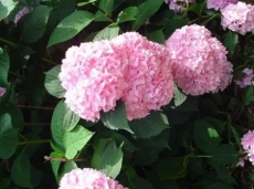 1 Bedroom Cottage Elephant Walk-Cottage