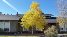 Fall Aspen front of house