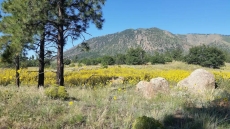 Hiking near the house