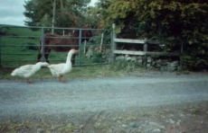 1 Bedroom Farmhouse Valley Lodge