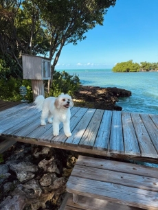 Private Island, Florida Keys with unique Home, A/C, Boat, Dock, Beach, Gardens