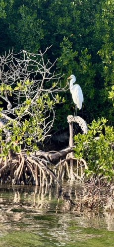 Private Island, Florida Keys with unique Home, A/C, Boat, Dock, Beach, Gardens