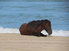 Meant To Be - Corolla