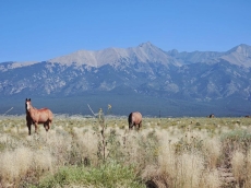 Wild horse can be seen in our area