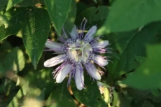 2 Bedrooms Condo River Condo