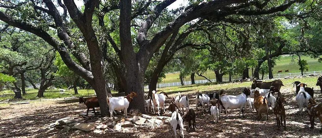 3 Bedrooms Pet Friendly Cabin Rental in San Antonio, Texas